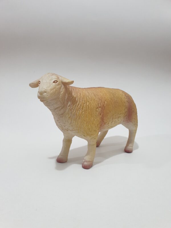 Sheep